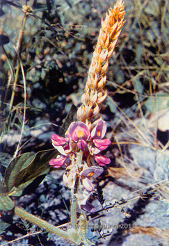 Pueraria macrolobata Base G, zeldzaam. 