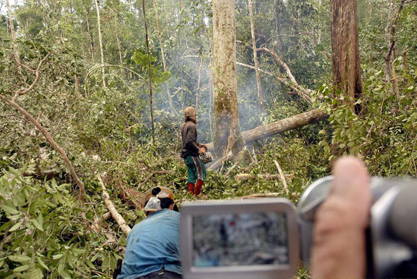 Illegale houtkap- tropisch regenwoud vernietigd