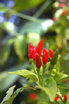 kecipierplant in volle bloei
